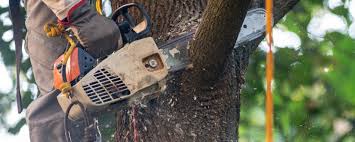 Best Storm Damage Tree Cleanup  in USA